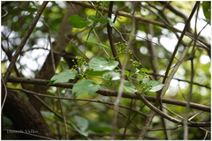 Cosmostigma racemosum